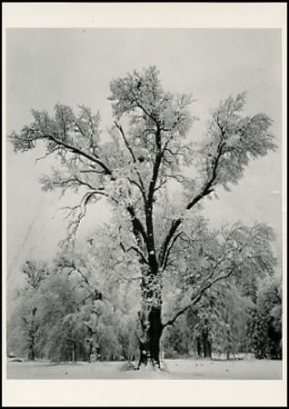 Lot #537 Ansel Adams - Image 3
