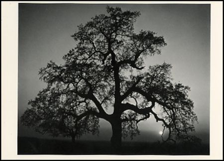 Lot #537 Ansel Adams - Image 5