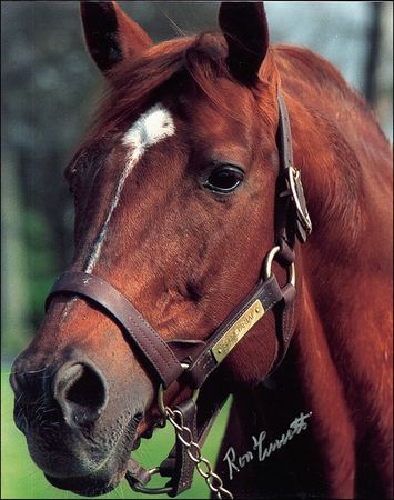 Lot #1377 Horse Racing: Turcotte, Ron - Image 3
