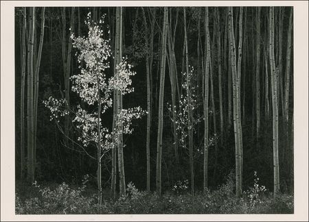 Lot #567 Ansel Adams - Image 2