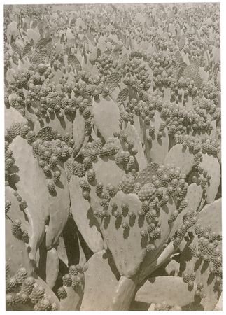 Lot #148 Luther Burbank Signed Photograph - Image 2