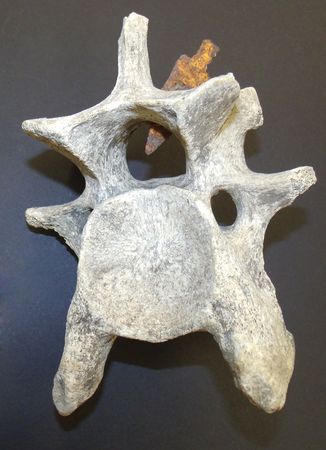 Lot #2076 Native American Artifacts: Mammalian Vertebrae with Embedded Arrowhead Mammalian Vertebrae with Embedded Arrowhead - Image 1