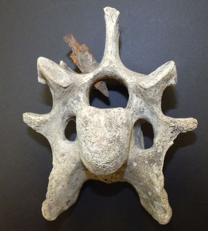 Lot #2076 Native American Artifacts: Mammalian Vertebrae with Embedded Arrowhead Mammalian Vertebrae with Embedded Arrowhead - Image 2