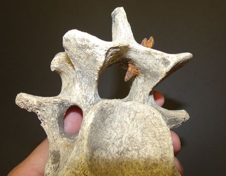 Lot #2076 Native American Artifacts: Mammalian Vertebrae with Embedded Arrowhead Mammalian Vertebrae with Embedded Arrowhead - Image 3