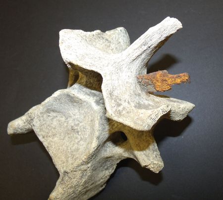 Lot #2076 Native American Artifacts: Mammalian Vertebrae with Embedded Arrowhead Mammalian Vertebrae with Embedded Arrowhead - Image 4