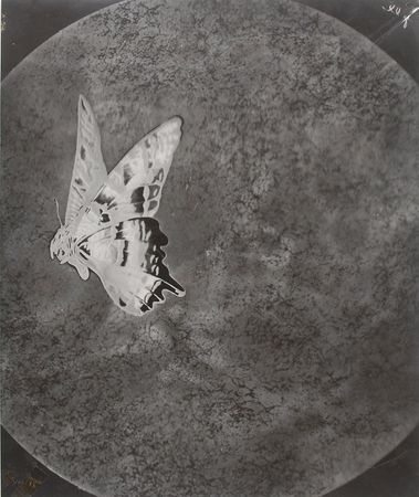 Lot #213 The Doors - Image 8