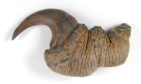 Lot #388 Jurassic Park - Image 1