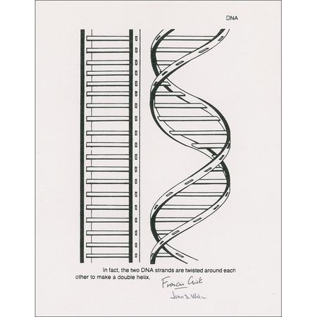 Lot #174 DNA: Watson and Crick: The Nobel-winning co-discoverers add their names to an image of a double helix - Image 1