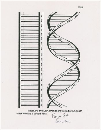 Lot #174 DNA: Watson and Crick: The Nobel-winning co-discoverers add their names to an image of a double helix - Image 2