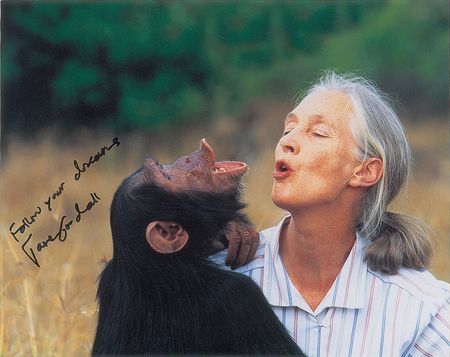 Lot #313 Jane Goodall Signed Photographs - Image 1