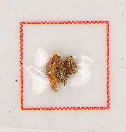 Lot #6339 Apollo 13 Pair of Flown Artifacts - Image 3