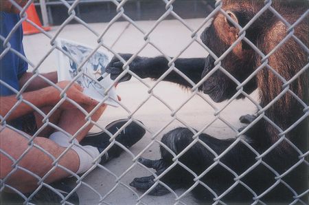 Lot #7374 Tarzan: Cheetah Signed Photograph - Image 2