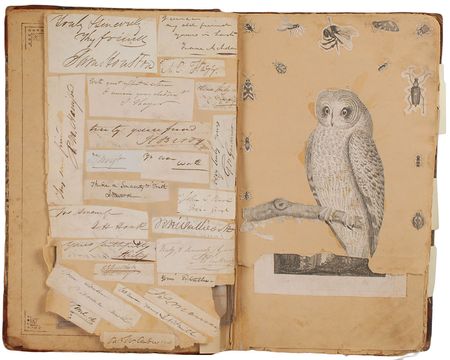 Lot #238 Davy Crockett - Image 3