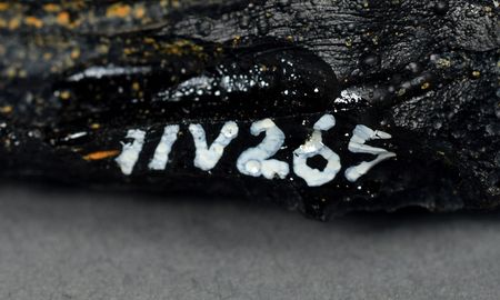 Lot #8144  American Meteorite Laboratory Tektite Collection - Image 4