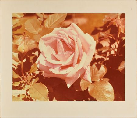 Lot #37 John F. Kennedy Rose Garden Photo