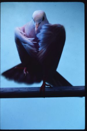Lot #4084  Prince Band Members Group of (17) Slides - Image 2