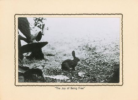 Lot #613 Erle Stanley Gardner - Image 3