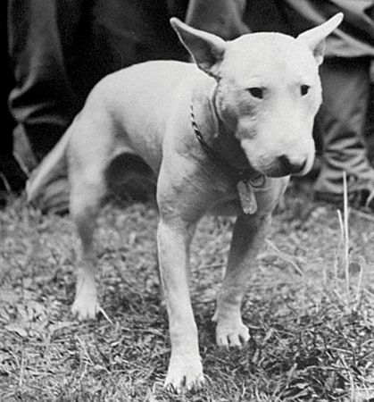 Lot #412 George S. Patton: Archive from Patton's aide-de-camp, including Willie Patton's dog tag and a signed portrait - Image 3