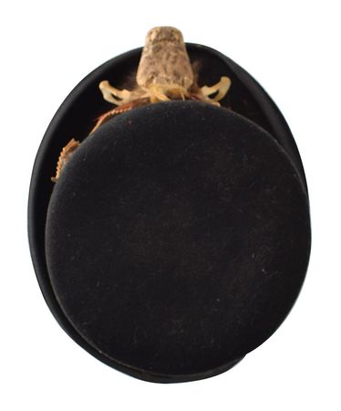 Lot #7074 Ornate Screen-Worn Snake Top Hat from The Young Riders - Image 10