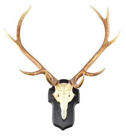 Lot #7056  Old Tucson Studios Deer Skull and Antlers Mount - Image 1