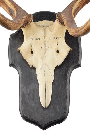 Lot #7056  Old Tucson Studios Deer Skull and Antlers Mount - Image 2