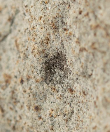 Lot #4589  Suizhou Stone Meteorite Fragment - Image 5