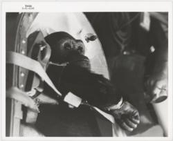 Lot #3019  Enos the Chimp Original 'Type 1'