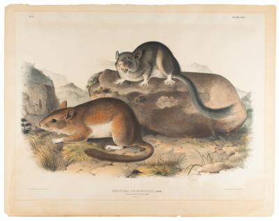 Lot #430 Audubon: Rocky Mountain Neotoma Lithograph - Image 1