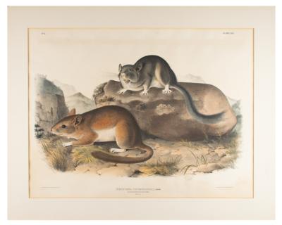 Lot #430 Audubon: Rocky Mountain Neotoma Lithograph - Image 2