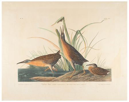 Lot #710 Audubon: Virginia Rail Lithograph - Image 1