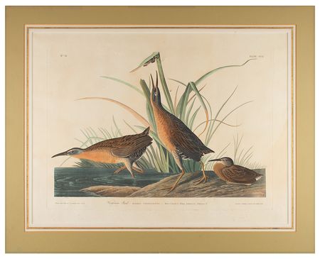 Lot #710 Audubon: Virginia Rail Lithograph - Image 2