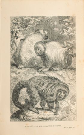 Lot #783 Henry Walter Bates: 1st Edition The Naturalist on the River Amazons Book - Image 6