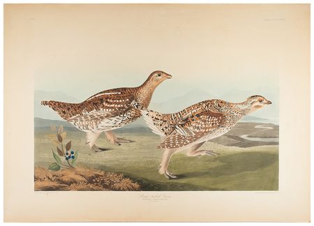 Lot #475 Audubon: Sharp-Tailed Grous Lithograph - Image 1