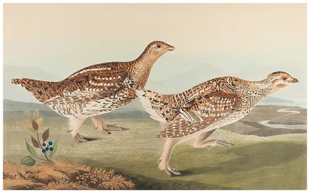 Lot #475 Audubon: Sharp-Tailed Grous Lithograph - Image 2
