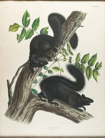 Lot #426 Audubon Imperial Quadruped Print - Image 1