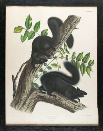 Lot #426 Audubon Imperial Quadruped Print - Image 2