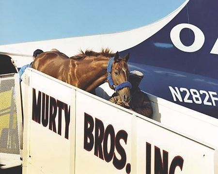 Lot #792 Secretariat Racing Hair from the 1973 Triple Crown Season - Image 2