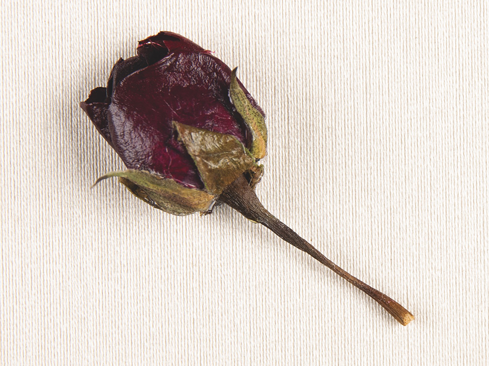 Lot #3007 John F. Kennedy Assassination: Rosebud from Jackie's Bouquet and Jay Watson's Press Pass - Image 3