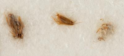 Lot #3032 Apollo 11 Lunar Soil Experiment (Cockroaches, Slides, and Post-Destructive Testing Specimen) - Image 3