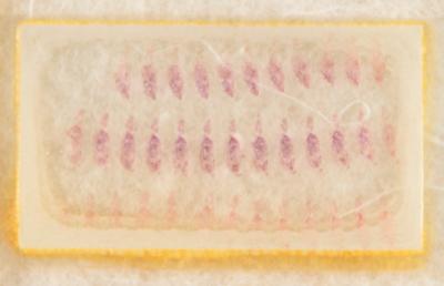 Lot #3032 Apollo 11 Lunar Soil Experiment (Cockroaches, Slides, and Post-Destructive Testing Specimen) - Image 5