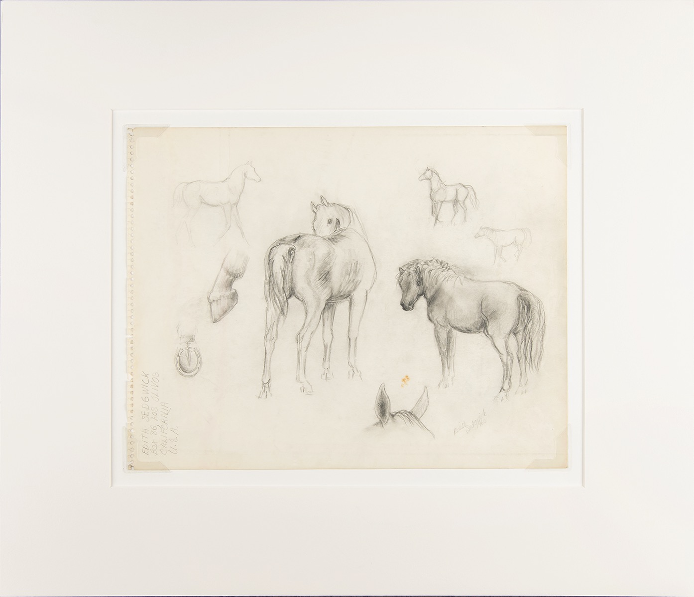 Lot #8024 Edie Sedgwick Original Horses Model Sketch (1960) - Image 1
