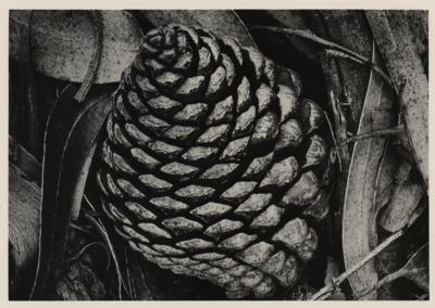 Lot #427 Ansel Adams Signed Postcard - Image 2