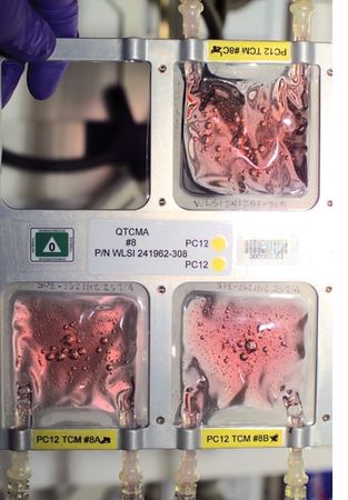 Lot #4384 ISS Flown Quad Tissue Culture Module Assemblies (6) - Image 12