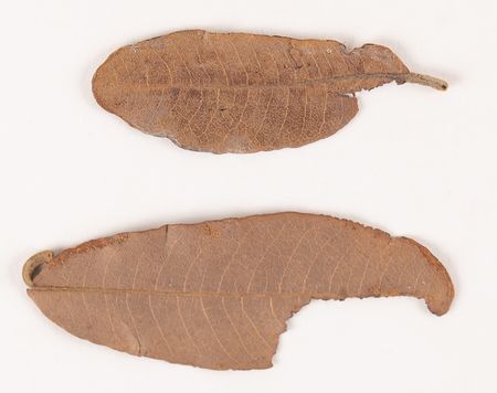 Lot #235 David Livingstone Autograph Letter Signed with Wood and Leaves 