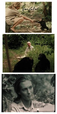 Lot #242 Jane Goodall (3) Signed Photographs