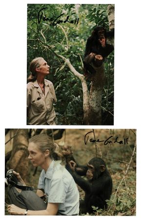 Lot #223 Jane Goodall (2) Signed Photographs