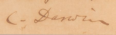 Lot #346 Charles Darwin Autograph Letter Signed on The Descent of Man: 