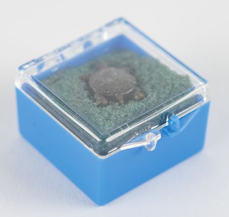 Lot #644 Wally Schirra: International Turtle Club Membership Card and Pin - Image 2