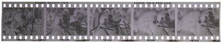 Lot #3314 Grateful Dead Collection of (30) Concert Negatives from the Bickershaw Festival - May 7, 1972 - Image 8