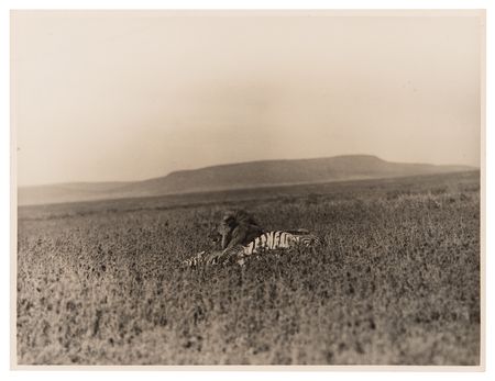 Lot #341 Ernest Hemingway Signed Photograph of Lion and Prey, Taken During a 1934 Safari - Image 2